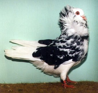 Old Dutch Capuchine Pigeon