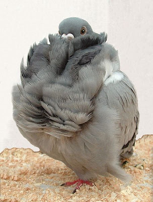 Chinese Owl Pigeon