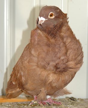 Chinese Owl Pigeon Pictures ~ ENCYCLOPEDIA OF PIGEON BREEDS
