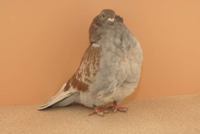 Chinese Owl Pigeon Pictures ~ ENCYCLOPEDIA OF PIGEON BREEDS