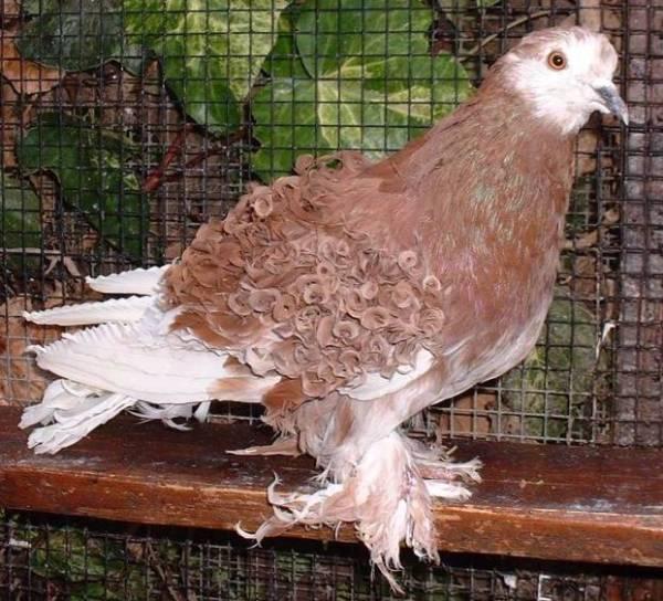 Frill Back Pigeon Pictures ~ ENCYCLOPEDIA OF PIGEON BREEDS