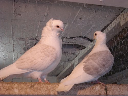 Old German Owl Pigeon Pictures ~ ENCYCLOPEDIA OF PIGEON BREEDS