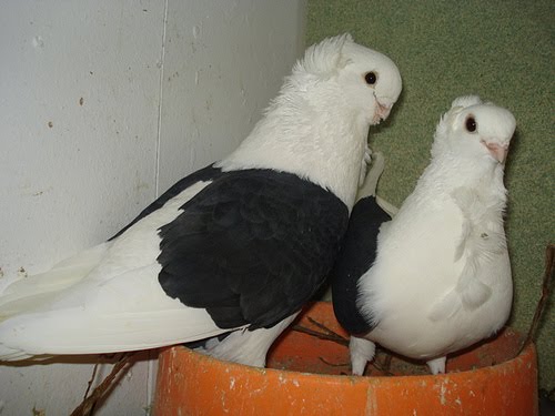 Old German Owl Pigeon Pictures ~ ENCYCLOPEDIA OF PIGEON BREEDS