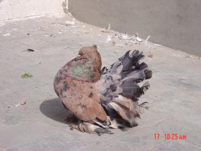 English Fantail Pigeon
