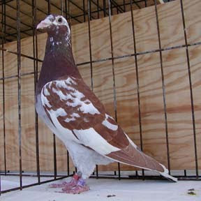 Belgium Racing Pigeons