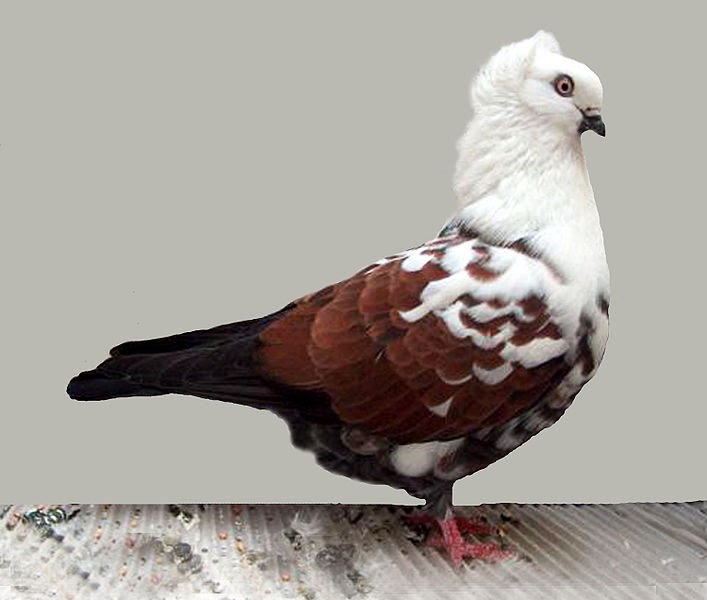Timisoara Tumbler Pigeon ENCYCLOPEDIA OF PIGEON BREEDS