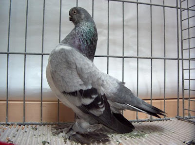 Berlin Short Faced Muffed Tumbler Pigeon