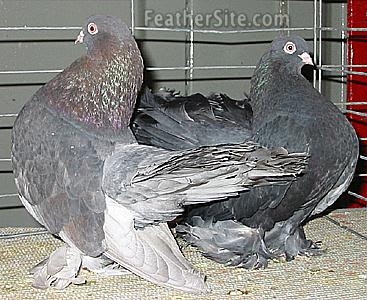 Kazan Tumbler Pigeon Rostov Tumbler Pigeon