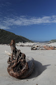 Drift wood where the Heaphy meets the sea