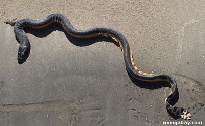 stoke s sea snakes