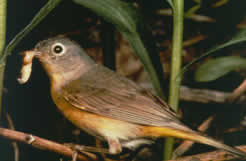 [coffeebird1.jpg]