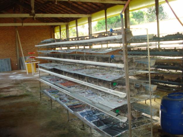 Viveiro Com Codornas