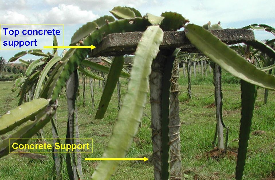 Dragon Fruits Galore Growing Dragon Fruits Needs Concrete Support