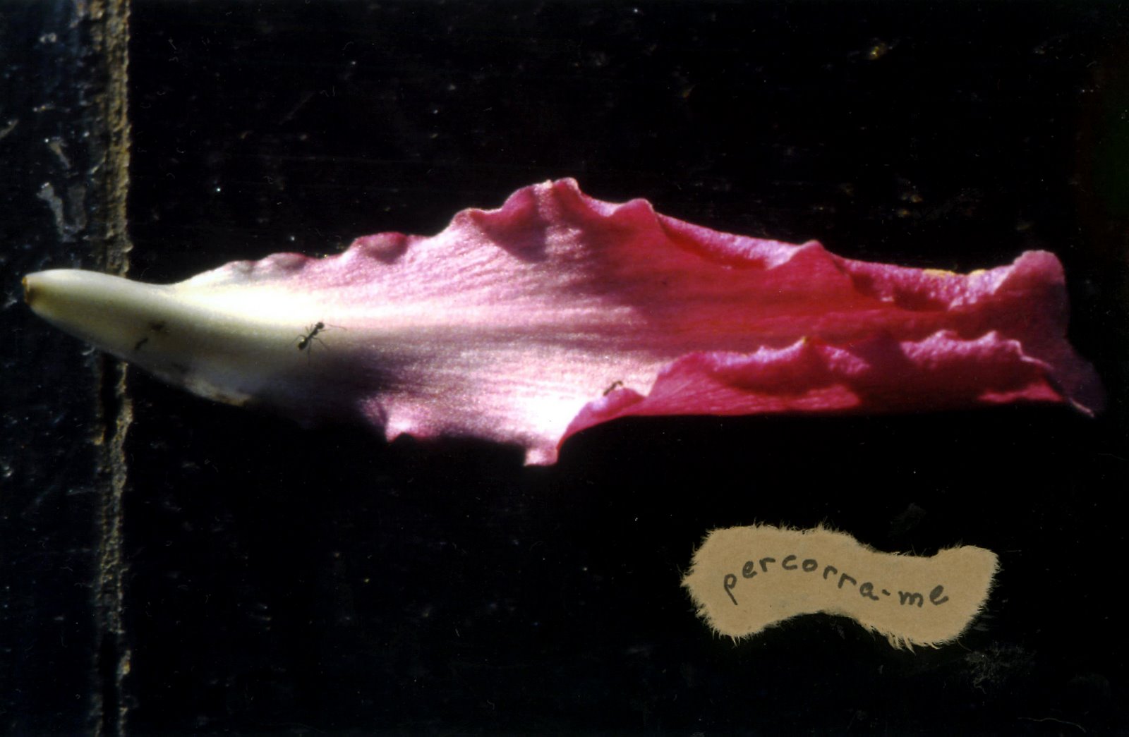 [Susana+-+No+ch&Atilde]