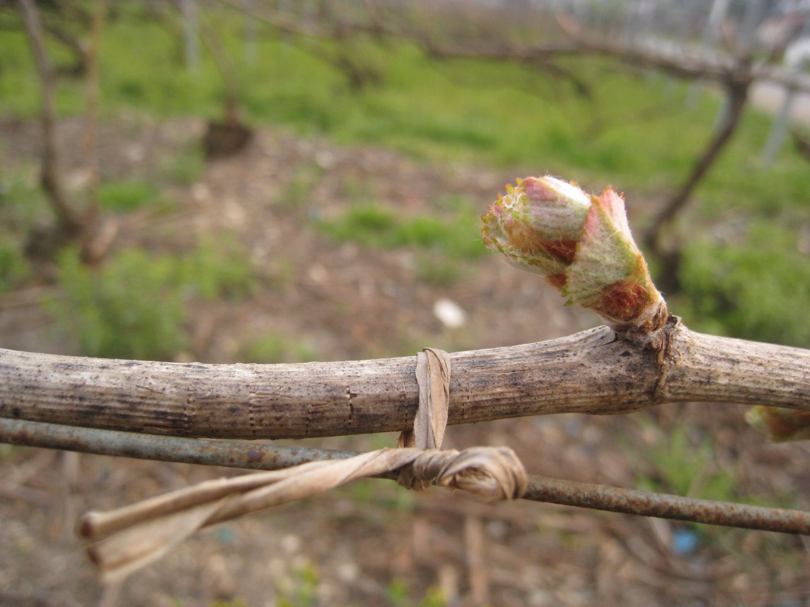 [2009+buds.JPG]