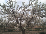 Almendros