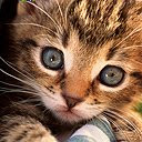 stealth kitty