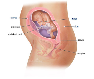 As I am now 24 weeks pregnant