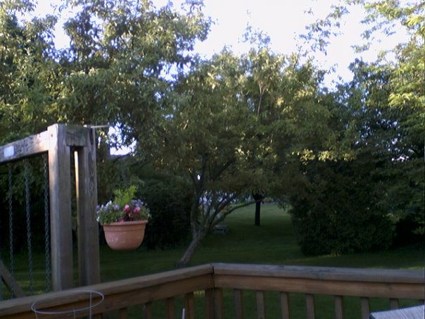 [leaning+apple+tree.jpg]