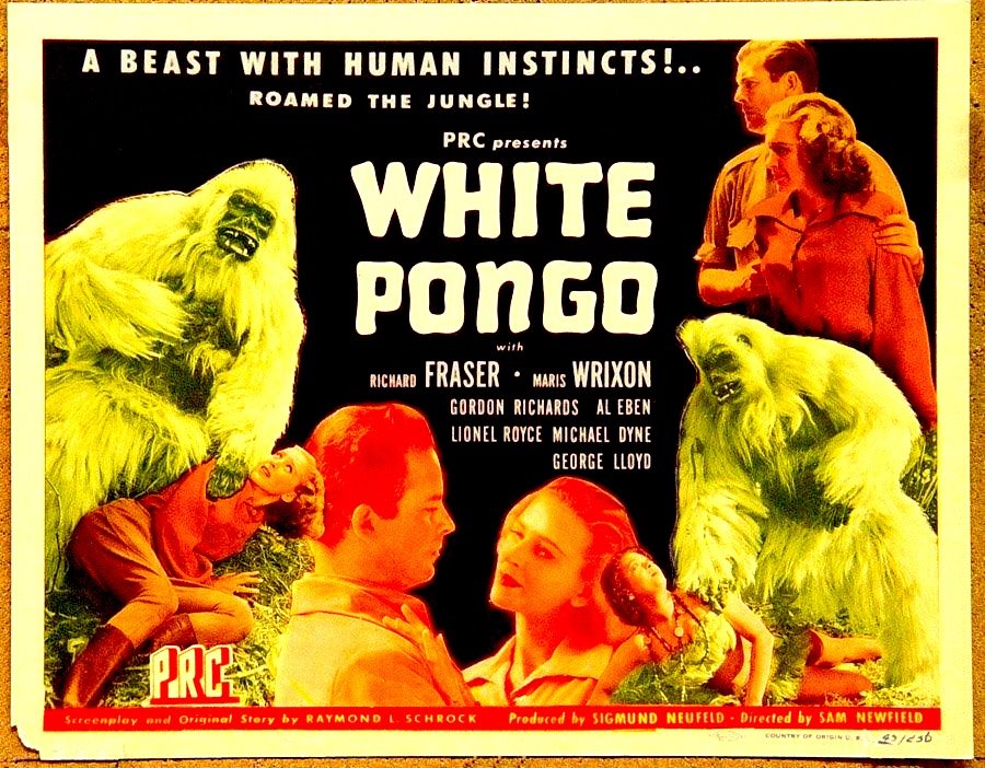 [pongo4.jpg]