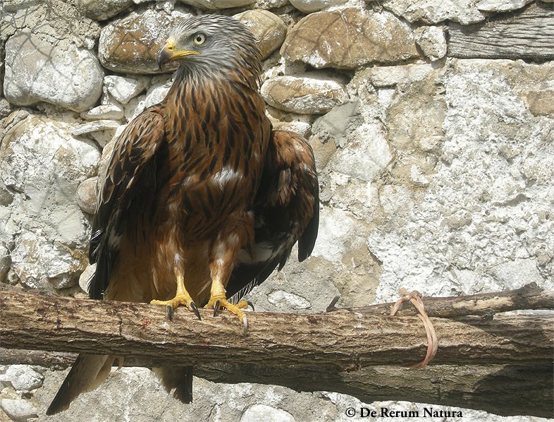 [Nibbio+Zeus+Tricarico.jpg]