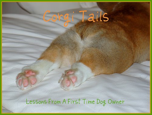 Corgi Tails