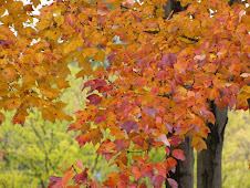 Beautiful Tree in our yard