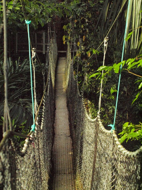 animals in rainforest biome. animals of rainforest pictures. animals in rainforest biome.