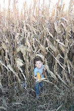 Corn field behind Papa and Kiki's house