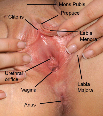 [vagina-anatomy-labelled1.jpg]
