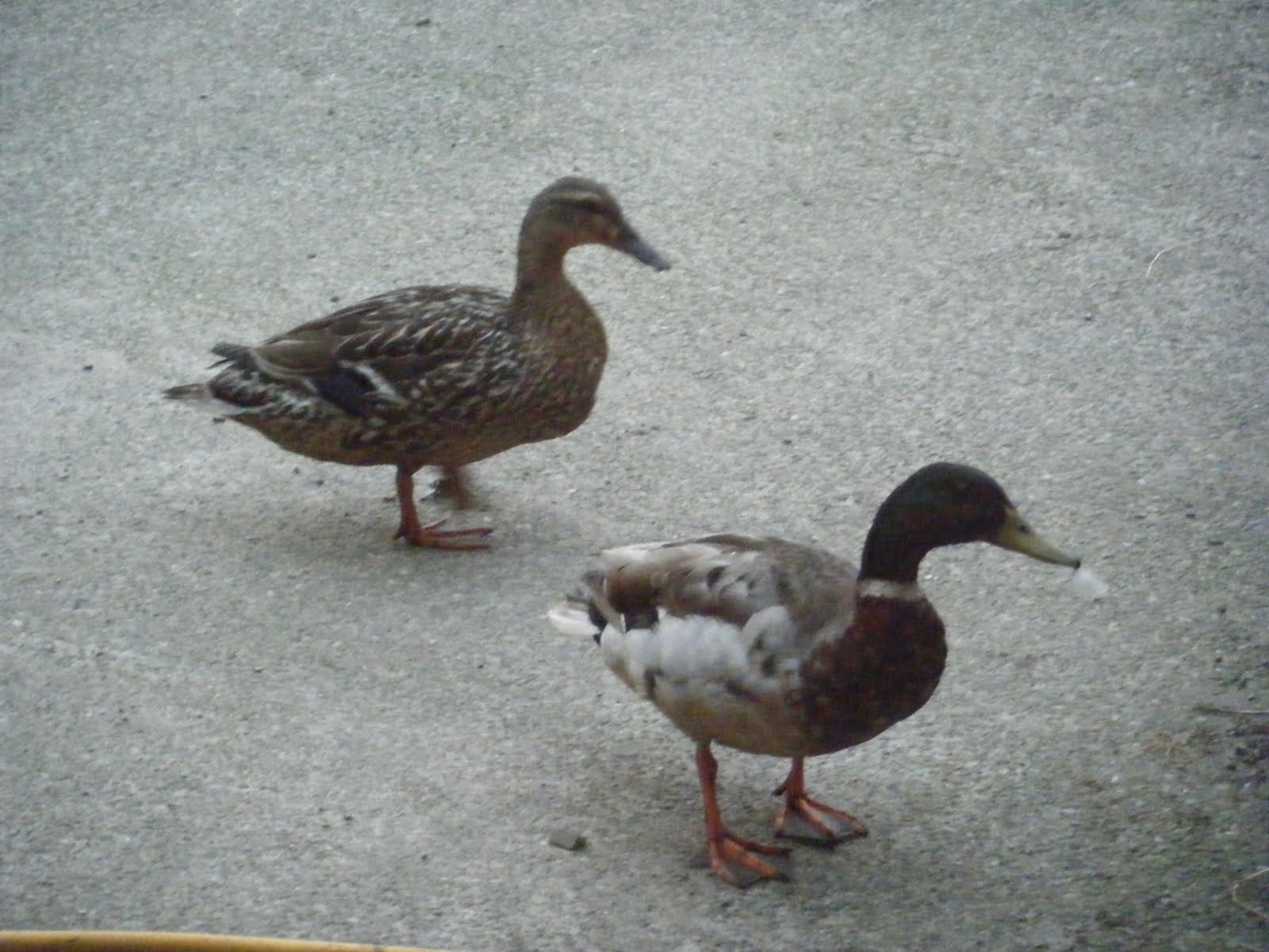 Walking A Duck