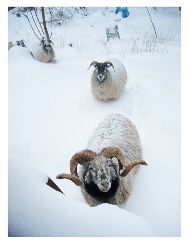 [sheep.jpg]