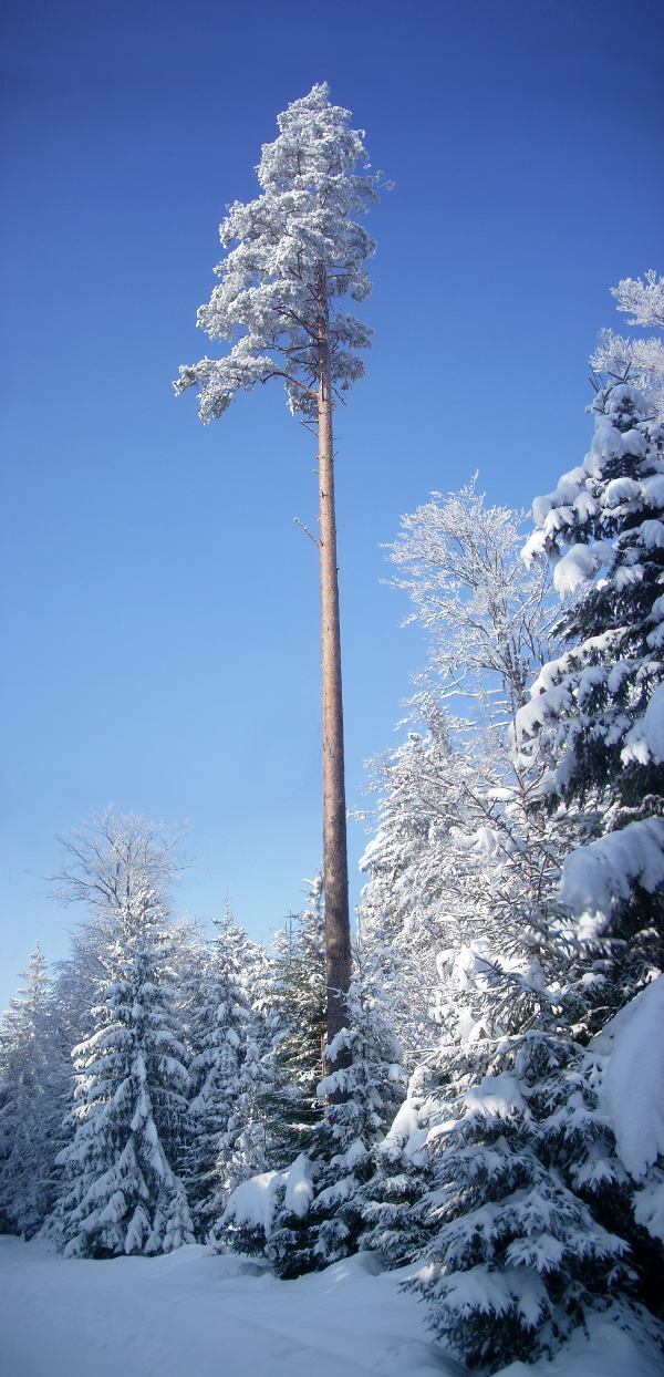 [winter+tree.JPG]