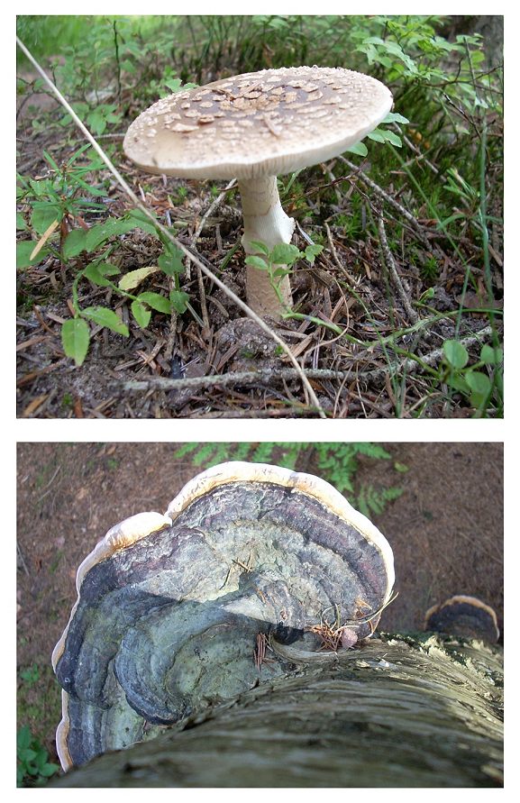[fungi.jpg]