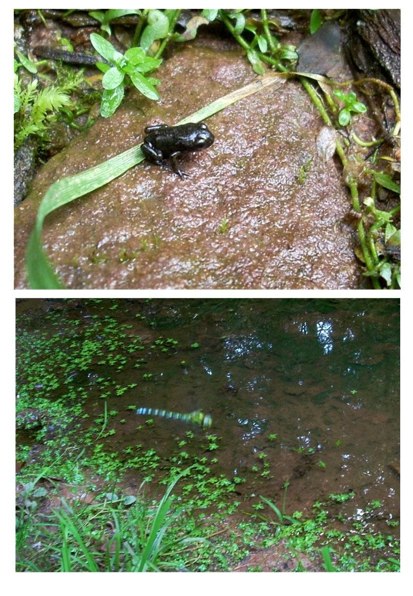 [frog.jpg]