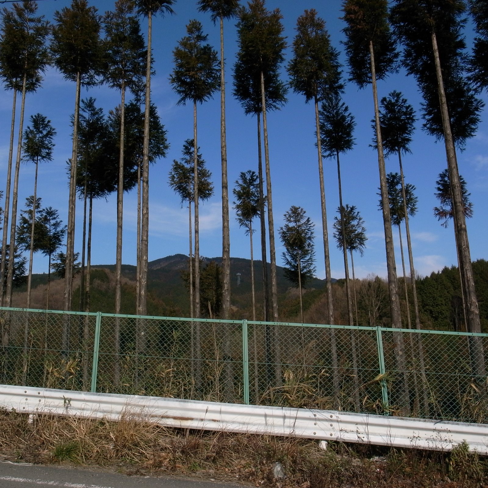 [R0021270.JPG]