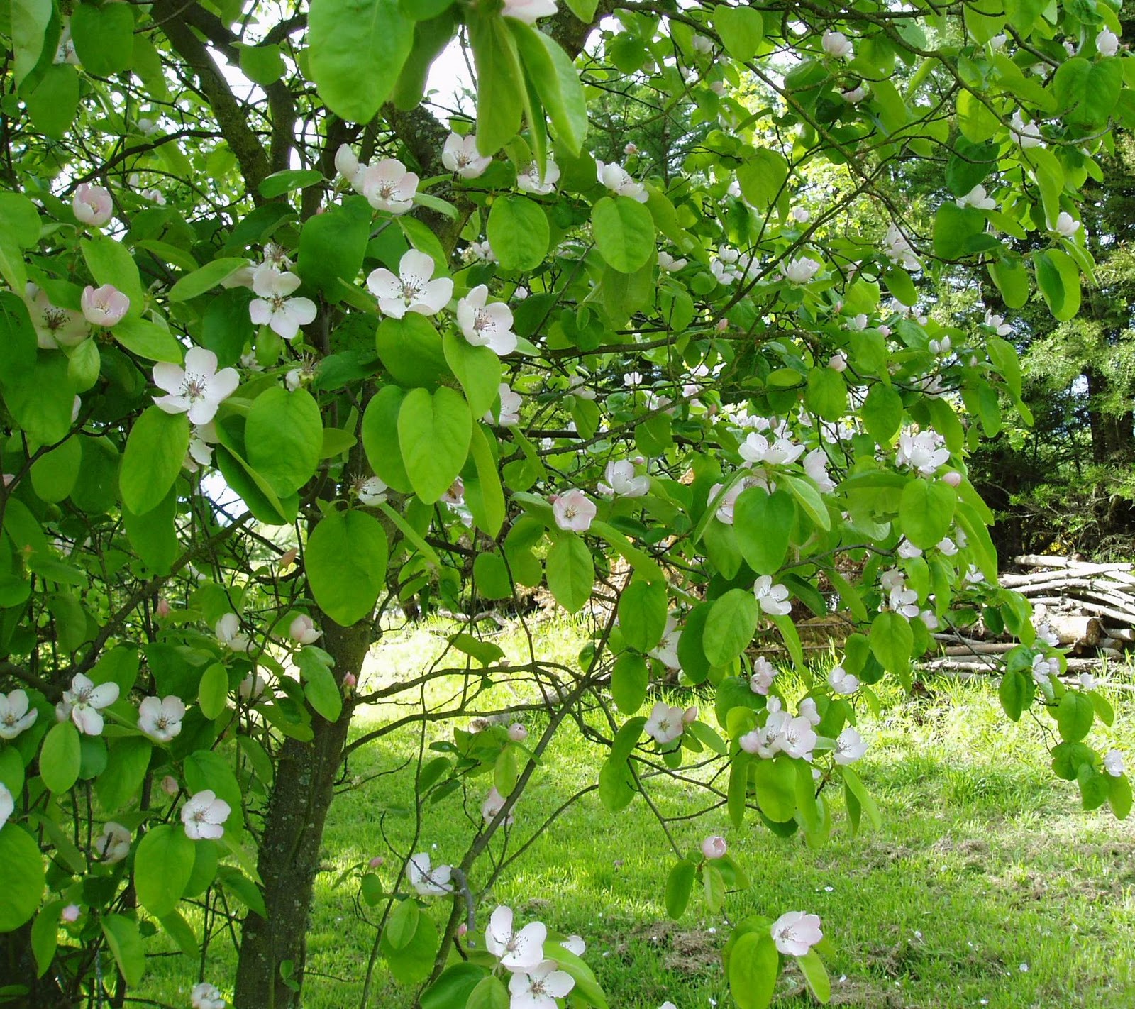 Kelmscott Manor Garden April 2015