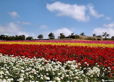http://1.bp.blogspot.com/_rhQylIsqwaE/SaKlhh_Kz1I/AAAAAAAABMI/GE1PxDLjc8A/s400/flower+fields+carlsbad.jpg