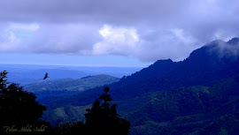 The Jungle of Kinabalu