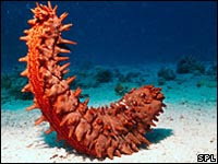 Sea Cucumbers