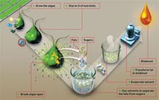 Algae for biofuel