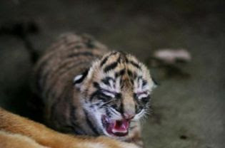 Sumatran+tiger+food+web