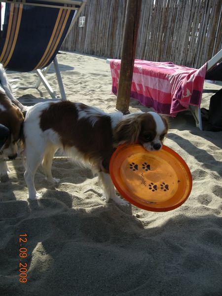 Pepita e il fresbee!