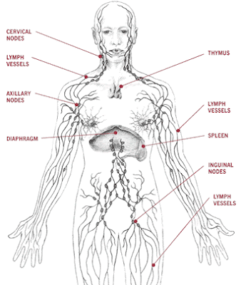 O sistema linfático