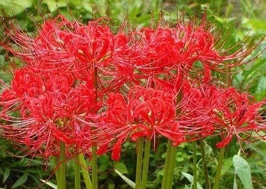 spider lilies where