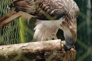 Sưu tập tiền theo chủ đê -- động vật trên tiền - 5