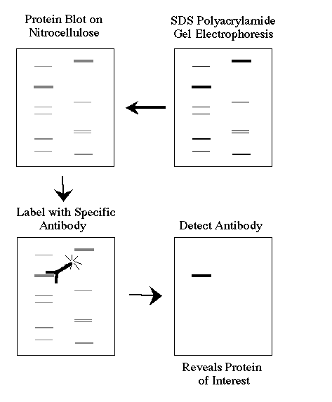 life with a twist of lyme western blots what do all of those western blot results
