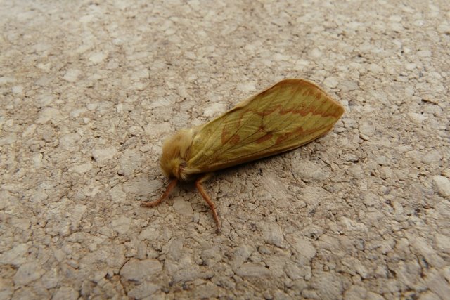 [Ghost+Moth.JPG]