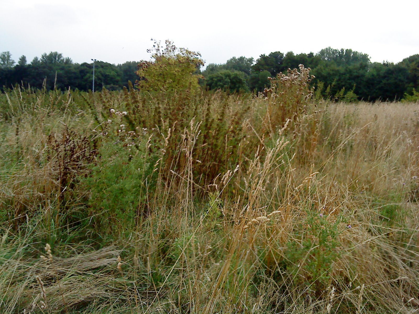 Experten Der Baubranche Mars 2017