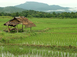 Rice fields last wet season